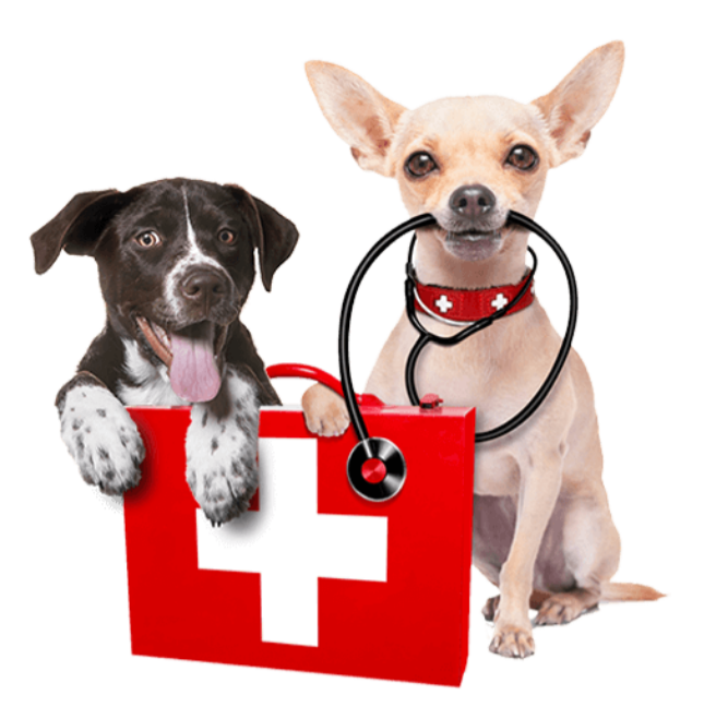 Dogs around a Doctor's bag